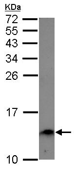 Western blot - Anti-ENSA antibody (AB125873), expandable thumbnail