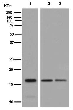 Western blot - Anti-ENSA antibody [EPR8008(2)] (AB180513), expandable thumbnail