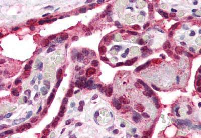 Immunohistochemistry (Formalin/PFA-fixed paraffin-embedded sections) - Anti-ENT1 antibody (AB150493)