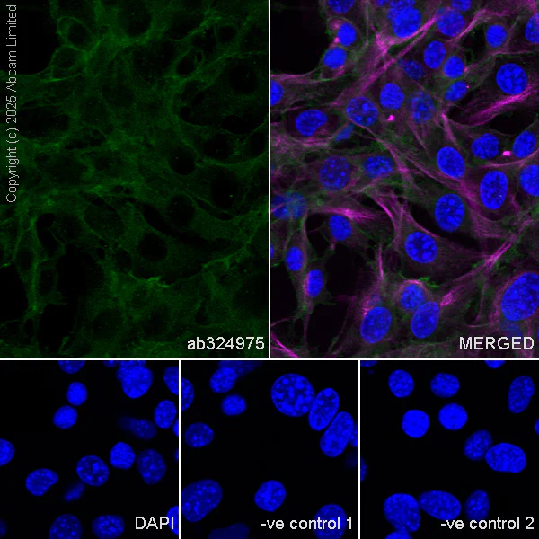 Immunocytochemistry/ Immunofluorescence - Anti-ENT1 antibody [EPR30527-554] - BSA and Azide free (AB324984)