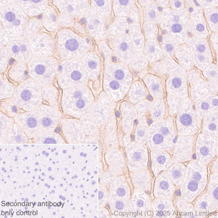 Immunohistochemistry (Formalin/PFA-fixed paraffin-embedded sections) - Anti-ENT1 antibody [EPR30527-554] - BSA and Azide free (AB324984)
