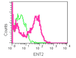 Flow Cytometry (Intracellular) - Anti-ENT2 antibody [EPR11674] (AB181192)