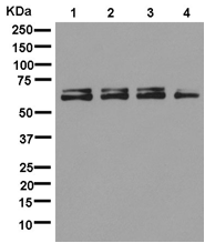 Western blot - Anti-ENT2 antibody [EPR11674] (AB181192), expandable thumbnail