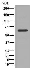 Western blot - Anti-ENT2 antibody [EPR11674] (AB181192)