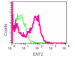 Flow Cytometry (Intracellular) - Anti-ENT2 antibody [EPR11674] - BSA and Azide free (AB231685), expandable thumbnail