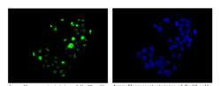 Immunocytochemistry/ Immunofluorescence - Anti-ENT2 antibody [EPR11674] - BSA and Azide free (AB231685), expandable thumbnail