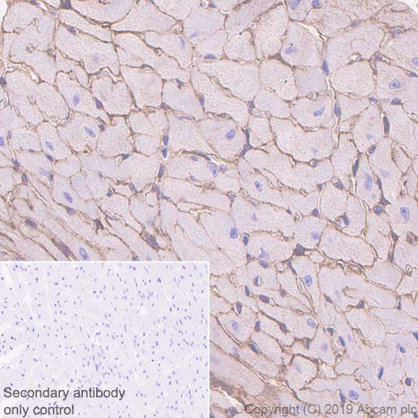 Immunohistochemistry (Formalin/PFA-fixed paraffin-embedded sections) - Anti-Entactin/NID antibody [EPR22414-125] (AB254325), expandable thumbnail
