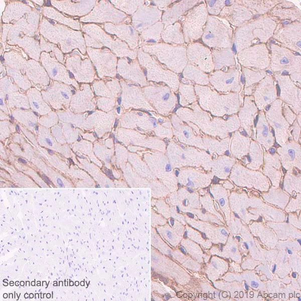 Immunohistochemistry (Formalin/PFA-fixed paraffin-embedded sections) - Anti-Entactin/NID antibody [EPR22414-125] (AB254325)
