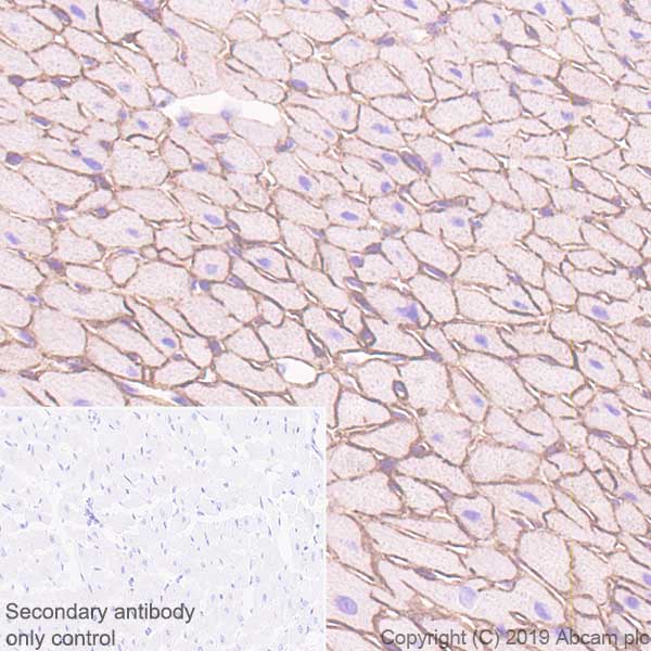 Immunohistochemistry (Formalin/PFA-fixed paraffin-embedded sections) - Anti-Entactin/NID antibody [EPR22414-125] (AB254325), expandable thumbnail