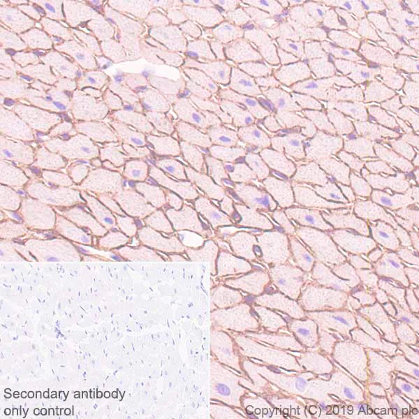 Immunohistochemistry (Formalin/PFA-fixed paraffin-embedded sections) - Anti-Entactin/NID antibody [EPR22414-125] (AB254325)