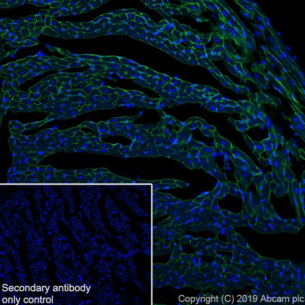 Immunohistochemistry (Frozen sections) - Anti-Entactin/NID antibody [EPR22414-125] (AB254325), expandable thumbnail