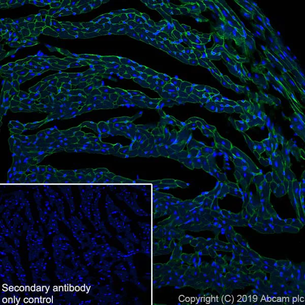 Immunohistochemistry (Frozen sections) - Anti-Entactin/NID antibody [EPR22414-125] (AB254325)