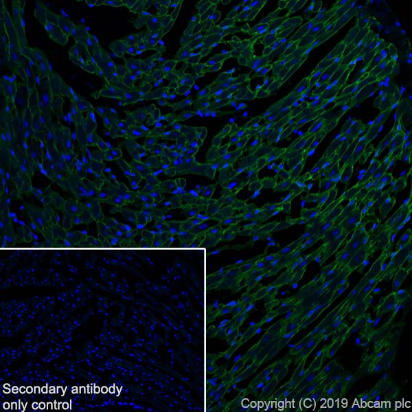 Immunohistochemistry (Frozen sections) - Anti-Entactin/NID antibody [EPR22414-125] (AB254325), expandable thumbnail