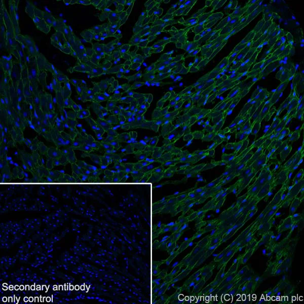 Immunohistochemistry (Frozen sections) - Anti-Entactin/NID antibody [EPR22414-125] (AB254325)