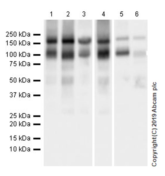 Western blot - Anti-Entactin/NID antibody [EPR22414-125] (AB254325), expandable thumbnail
