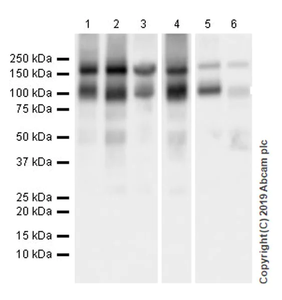 Western blot - Anti-Entactin/NID antibody [EPR22414-125] (AB254325)