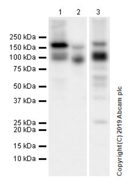 Western blot - Anti-Entactin/NID antibody [EPR22414-125] (ab254325), expandable thumbnail