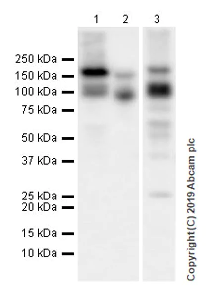 Western blot - Anti-Entactin/NID antibody [EPR22414-125] (AB254325)
