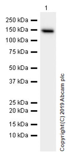 Western blot - Anti-Entactin/NID antibody [EPR22414-125] (ab254325), expandable thumbnail