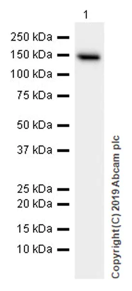 Western blot - Anti-Entactin/NID antibody [EPR22414-125] (AB254325)