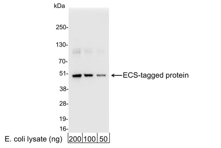 Western blot - Anti-Enterokinase cleavage site (xxxDDDDK) antibody (AB19231)