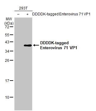 Western blot - Anti-Enterovirus 71 VP1 antibody [HL1928] (AB308205), expandable thumbnail