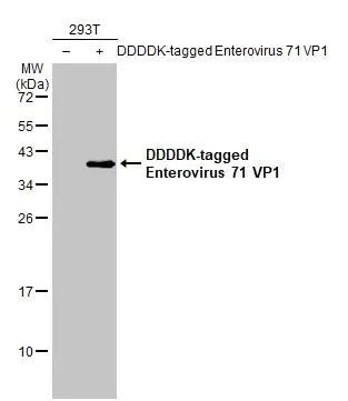 Western blot - Anti-Enterovirus 71 VP1 antibody [HL1928] (AB308205)