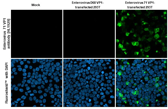 Immunocytochemistry/ Immunofluorescence - Anti-Enterovirus 71 VP1 antibody [HL1929] (AB308206)