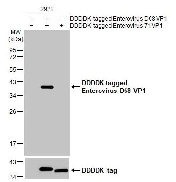 Western blot - Anti-Enterovirus D68 VP1 antibody [HL1997] (AB308217), expandable thumbnail