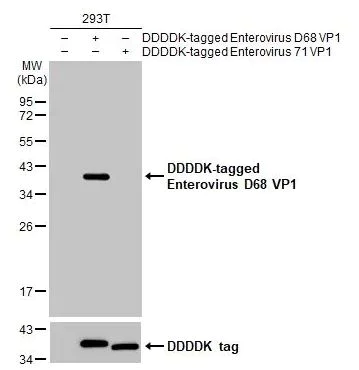Western blot - Anti-Enterovirus D68 VP1 antibody [HL1997] (AB308217)