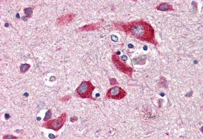 Immunohistochemistry (Formalin/PFA-fixed paraffin-embedded sections) - Anti-ENTPD2 antibody (AB150503), expandable thumbnail