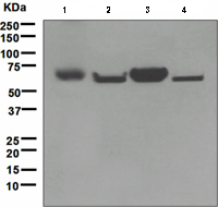Western blot - Anti-ENTPD2 antibody [EPR3885] - BSA and Azide free (AB247934), expandable thumbnail