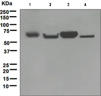 Western blot - Anti-ENTPD2 antibody [EPR3885] - BSA and Azide free (AB247934)