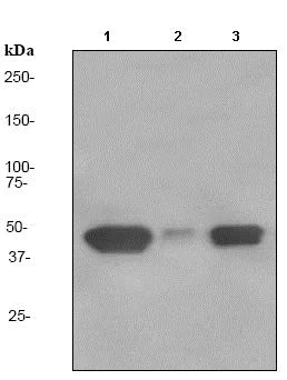 Western blot - Anti-ENTPD5 antibody [EPR3783] - BSA and Azide free (AB247583)