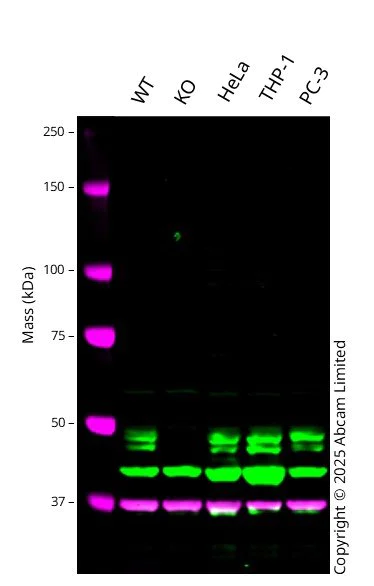 Western blot - Anti-ENTPD5 antibody [EPR3783] - BSA and Azide free (AB247583)