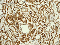 Immunohistochemistry (Formalin/PFA-fixed paraffin-embedded sections) - Anti-ENTPD5 antibody [EPR3784] (AB108603)