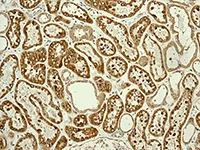 Immunohistochemistry (Formalin/PFA-fixed paraffin-embedded sections) - Anti-ENTPD5 antibody [EPR3784] - BSA and Azide free (AB247694)