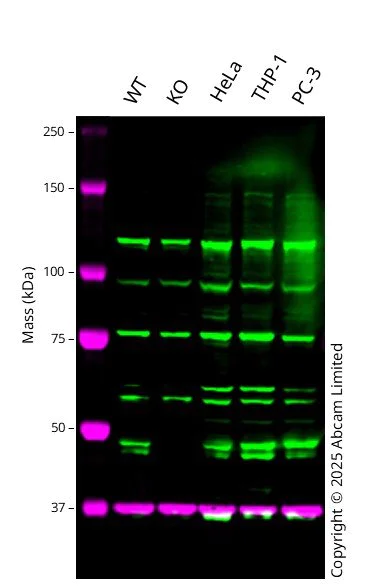 Western blot - Anti-ENTPD5 antibody [EPR3784] - BSA and Azide free (AB247694)