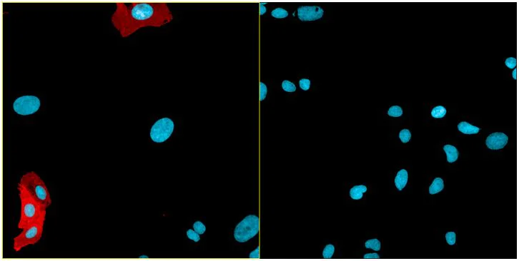 Immunocytochemistry - Anti-Envelope Glycoprotein antibody [7H7] - BSA and Azide free (AB288228)