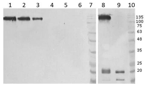 Western blot - Anti-Envelope Glycoprotein antibody [7H7] - BSA and Azide free (AB288228)