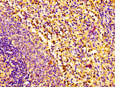 Immunohistochemistry (Formalin/PFA-fixed paraffin-embedded sections) - Anti-Eosinophil derived neurotoxin antibody (AB238562)
