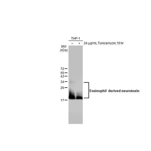 Western blot - Anti-Eosinophil derived neurotoxin antibody [HL2166] (AB317148)