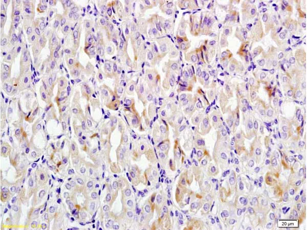 Immunohistochemistry (Formalin/PFA-fixed paraffin-embedded sections) - Anti-Eotaxin 2 antibody (AB203586)