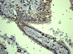 Immunohistochemistry (Formalin/PFA-fixed paraffin-embedded sections) - Anti-Eotaxin antibody [EPR5825] - BSA and Azide free (AB226143)