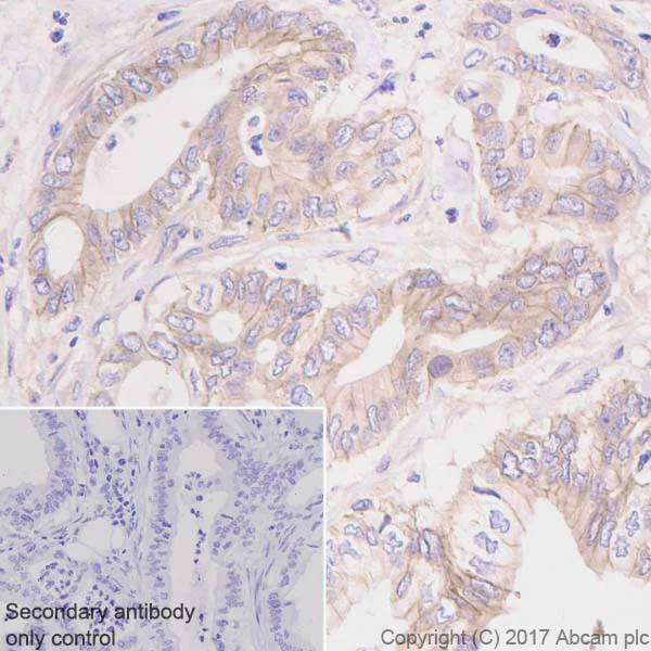 Immunohistochemistry (Formalin/PFA-fixed paraffin-embedded sections) - Anti-Eotaxin antibody [EPR5825] - BSA and Azide free (AB226143)