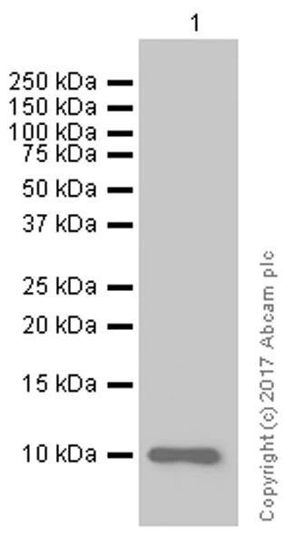 Western blot - Anti-Eotaxin antibody [EPR5825] - BSA and Azide free (AB226143)