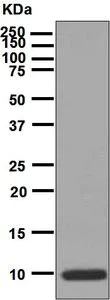Western blot - Anti-Eotaxin antibody [EPR5825] - BSA and Azide free (AB226143)