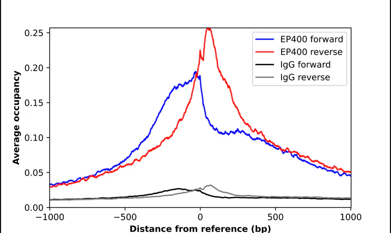 ChIP - Anti-EP400 Antibody (AB327234)