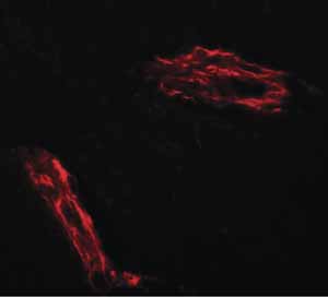 Immunocytochemistry/ Immunofluorescence - Anti-Epac1 antibody (AB124162)