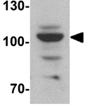 Western blot - Anti-Epac1 antibody (AB124162)